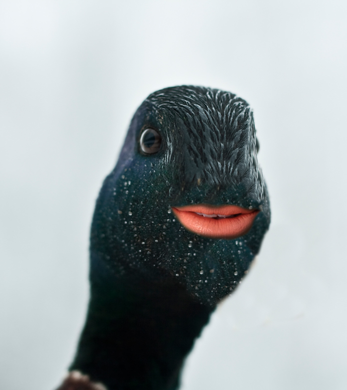 faceduck